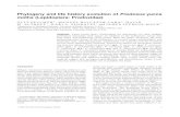 Phylogeny and life history evolution of Prodoxus yucca ...segravelab.syr.edu/pdfs/Publications/Pellmyretal06.pdfPhylogeny and life history evolution of Prodoxus yucca moths (Lepidoptera: