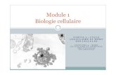 module 1 biologie cellulaire apoptose .pptlewebpedagogique.com/biotechjm/files/2016/03/diapo-apoptose.pdfLymphocytes d'un sujet infecté par le virus HIV, après incubation de 24 heures,