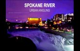 URBAN ANGLING - Spokane River · cabelas. guided trips. 65% of our guided trips in 2012 were spokane river trips. guided fly fishing trips have doubled in the past 2 seasons due to