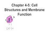 Function Structures and Membrane Chapter 4-5: Cell · 2019. 10. 3. · Specialized structures = specialized functions Containers partition cell into compartments create different