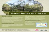 Semi-Evergreen Vine Thicket - Northern Tablelands · 2015. 2. 3. · Photographer: Greg Steenbeeke Identification Semi-evergreen Vine Thicket has an uneven canopy which is 4 to 12