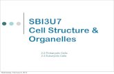 SBI3U7 Cell Structure & Organelleslorenowicz.weebly.com/uploads/4/6/1/6/4616010/sbi3u7...Organelles The Structure and Function of the following organelles will be discussed: – Cell