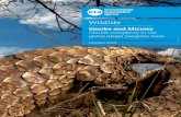 Wildlife - eia-international.org€¦ · wildlife, and those related to combating transnational organised crime • Resource and undertake multi-agency intelligence-led investigations