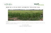 RICE CULTIVATION MANUAL - KALRO · fed lowland, and (4) deep water (5) Systems of Rice Intensification, however 80% of rice production in Kenya comes from the irrigation schemes.