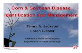 Corn & Soybean Disease Identification and ManagementArea Under the Disease Progress Curve (AUDPC) 105RM Susceptible Hybrid (rating = 7/poor) *Kocide 3000 DF 1.5 lb/A *Headline EC at