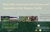 New Potentially Important Leafy Greens and - Food Plant Solutions · 2018. 10. 30. · leafy vegetables (e.g. amaranth). 26. The Western Pacific islands of great vegetable foods 27