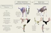 White-tailed Deer VS. Mule Deer Odocoileus virginianus ...White-tailed Deer (Odocoileus virginianus) Mule Deer (Odocoileus hemionus) VS. Secondary Identifying Features: Facial Coloration
