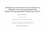 Emergence of Oriented Circuits driven ... - jiglesia.alawa.ch ·  introduction: synaptogenesis and synaptic pruning 1 NB 0.5 ... Synaptic plasticity: