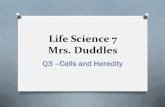 Life Science 7duddlesms2tc.weebly.com/uploads/1/3/9/4/13945902/lscience_7_agend… · Name 3 human body systems. Agenda: O Finish “Introduction to Body Systems” packet O Copy