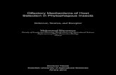 Olfactory Mechanisms of Host Selection in Phytophagous Insectspub.epsilon.slu.se/9440/11/binyamen_m_130215.pdf · 1.1 Olfaction and host plant selection in phytophagous insects In