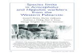 Species limits in Acrocephalus and Hippolais warblers from the … · stentoreus, Eilat, Israel, autumn 1991. Clamorous Reed Warbler is treated as a polytypic species, with three