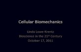 Cellular Biomechanics - Lehigh Universityinbios21/PDF/Fall2011/... · Cellular Biomechanics Linda Lowe-Krentz Bioscience in the 21 st Century October 17, 2011 . Outline for today