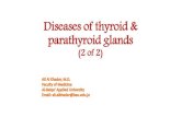 Diseases of thyroid & parathyroid glands (2 of 2)€¦ · Thyroid adenoma Solitary, well-circumscribed and encapsulated *Resembling normal follicles Hurthle cell adenoma (the cells