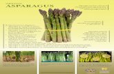 ASPARAGUS - Food Hero · ~ Asparagus is a good source of thiamin, which is needed to help turn food into energy. ~ Asparagus is a good source of fiber, which is good for your heart
