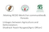 Making REDD Work€¦ · Making REDD Work For communities& Forests Linkages between Agriculture and Deforestation: Shadrack Yoash Nyugwa(Agric Offcer) Introduction MJUMITA and TFCG
