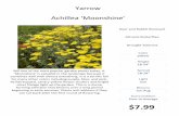 Yarrow Achillea 'Moonshine' · 18-24" Spread 18-24" Light Sun Blooms Jun-Aug $7.99 Soil Condition Poor to Average Still one of the most popular garden plants today, A. 'Moonshine'