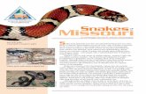 Snakes of Missouri - Texas A&M University · snakes, such as water snakes and garter snakes, eat their prey alive, while venomous snakes usually inject venom into the animal and swallow