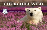 ChurChill Wild · introduction to Churchill Wild 03 Bird, Bears and Belugas 06 arctic discovery 08 hudson Bay odyssey 10 summer dual lodge safari 12 arctic safari 14 fall dual lodge
