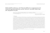 Identification of Penicillium expansum causing postharvest ... · (Belgrade), 29(4), 2014, 257–266 UDC 632.4:634.11:631.576 DOI: 10.2298/PIF1404257V Original scientific paper. 258