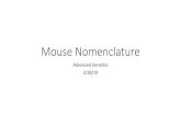 Mouse Nomenclature - Washington University Geneticsgenetics.wustl.edu/bio5491/files/2019/02/Mouse-Nomenclature.pdf · 2/28/2019  · Genes and Loci •First letter capitalized •Italicized