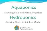 Growing Fish and Plants Together Hydroponics · 2019. 11. 30. · How Aquaponics Works 1. Fish are raised in a tank 2. Water from the fish tank is pumped to where the plants grow