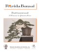 A Winner in Puerto Rico Buttonwood - Bonsai Societies of …Florida Bonsai is the official pub-lication of the Bonsai Societies of Florida. It is published quar-terly, in February,