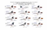 New Some parents of pigeons in the auction Boscheind Flyers · 2015. 11. 29. · GROTE KRASSTRIK 37 NL03-0365637 ZOON JONGE GENERAAL Eerste duif op Le Mans 2005 Le Mans 517 km 1 e