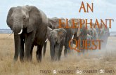An elephant Quest - The Africa Adventure Company · elephant orphans! - Fantastic views of the Yatta Plateau –the longest lava flow in the world –a vastly unique landscape, on