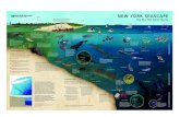 NEW YORK SEASCAPE… · 01/06/2017  · seascape, including sea turtles, marine mammals, and many economically important fishes. The shelf is a vast, gently sloping, sandy plain that