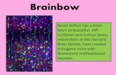 Brainbow - Scottish Schools Education Research Centre · Brainbow Never before has a brain been so beautiful. Jeff Lichtman and Joshua Sanes, researchers at the Harvard Brain Centre,