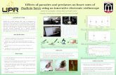 Daphnia laevis using an innovative electronic stethoscopereu.ecology.uga.edu/wp-content/uploads/2019/08/Carrasquillo.pdf · Lutchie M. Carrasquillo¹, Christian Hurd² and Andrew