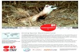 Amazing Species: Black-footed Ferret - IUCN Red List · The last remaining 18 wild animals were brought into captivity between 1985 and 1987. A successful captive-breeding and reintroduction