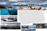 Antarctica - bluegreenexpeditions.com · Antarctica February 3 - 14, 2021. Your All Inclusive Trip Includes: • Accommodations aboard the m/v Plancius, part of the Oceanwide Expeditions