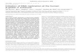 doi:10.1093/nar/gki747 Initiation of DNA replication at ... · Initiation of DNA replication at the human b-globin 30 enhancer Alla Buzina1, Mirit I. Aladjem2, John L. Kolman3, Geoffrey