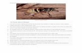 10 Facts about Wasps - Te Pahu · wasp were recorded in New Zealand in 1921 and 1945 but these apparently did not establish. The common wasp was confirmed as established in Dunedin