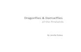 Dragonflies Damselflies - nj.gov t · PDF file Dragonflies and Damselfies • Kingdom: Animals – Phylum: Invertebrates • Class: Insects –Order: Odonata • Odonata derived from