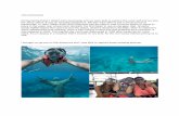 John penecamp During spring break I visited John penecamp ...€¦ · John penecamp During spring break I visited John penecamp and we were able to explore the coral reef and we saw
