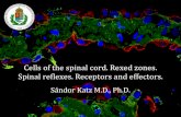 Sándor Katz M.D., Ph.D.€¦ · Spinal cord - gross anatomy. Spinal cord - gross anatomy. Spinal cord - histology dorsal root ganglion spinal arachnoid white matter gray matter.