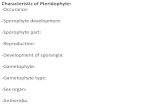 Characteristic of Pteridophyte: -Occurance: -Sporophyte ...studymaterial.unipune.ac.in:8080/jspui/bitstream/123456789/3692/2/... · Affinities of Pteridophyte with Bryophytes: Similarities: