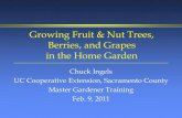 Growing Fruit & Nut Trees, Berries, and Grapes in the Home ...cesacramento.ucanr.edu/files/77592.pdf · 09.02.2011  · •Stone fruits and almonds; can also use for apples, pears,
