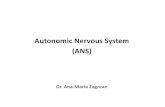 Autonomic Nervous System (ANS) Lecture 6_2016.… · works with the autonomic nervous system • Responds to stress, and plays a role in basic behaviors and bodily functions such