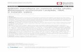 RESEARCH Open Access Epibiotic macrofauna on common minke ... · Epibiotic data and samples were col-lected from 185 animals and lamprey skin lesions examined on 188 animals landed