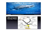 Marine Animals - School of Ocean and Earth Science and ......Chordate Tree Invertebrates Vertebrates Animal with the following features: • Notochord • Dorsal hollow nerve cord
