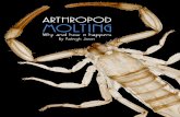 Microscopy-UK Home (Resources for the microscopy ... · 7. The arthropod inflates itself into its new form, smoothing out the wrinkles in it's soft new exoskeleton. 8. Sclerotization: