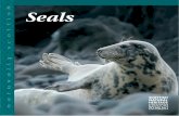 Naturally Scottish - Seals...Seals n a turally scottish ‘When angels fell, some fell on the land, some on the sea. The former are the faeries and the latter were often said to be