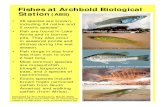 Fishes at Archbold Biological Station (ABS)...Fishes at Archbold Biological Station(ABS) • 26 species are known, including 24 native and 2 exotic species*. • Fish are found in