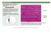 a) Skeletal muscle - Mr. Hardin's Classmrhardinsclass.weebly.com/uploads/5/0/5/0/5050304/04c...180! f) Nervous tissue: neuroglia Description: neuroglia support and hold neurons together.