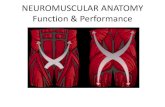 NEUROMUSCULAR ANATOMY Function & Performance · 2016. 2. 25. · Myofascial Function •Rehabilitation –Is the site of the symptom always the cause? –Why do we continue to focus