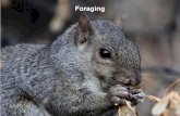 Foraging - amherst.edu281+2011... · Optimal foraging theory (OFT) Foragers cannot handle >1 prey at once Prey are recognized instantly Prey are encountered sequentially Foragers