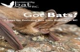 programs of BC Got Bats?bat species, regardless of their conservation status. Buildings and other human-made structures can offer warm, saf e shelters for some bat species, par ticularly
